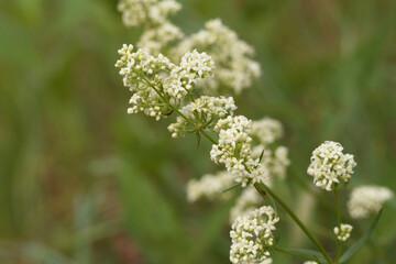 Tiny white flowers of Northern bedstraw are blooming in the wild.