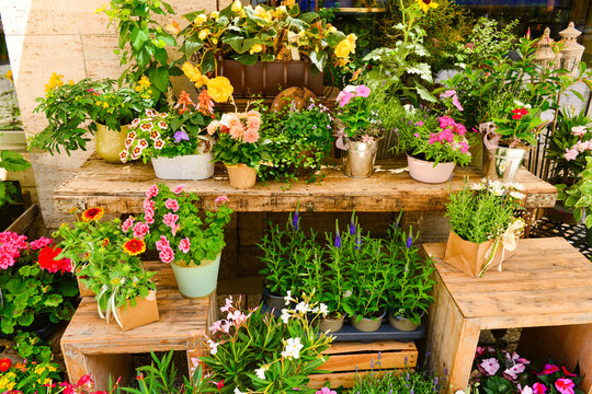Pots with beautiful flowers on street market
