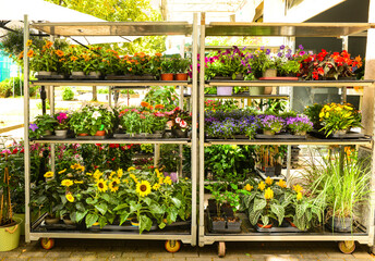 Shelves with beautiful flowers in shop