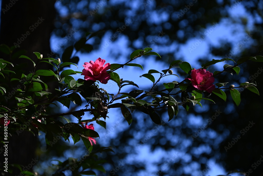 Canvas Prints Camellia sasanqua flowers. Theaceae evergreen tree. Flowering period is from late autumn to early winter. The difference from camellias is that sasanqua's petals fall one by one.
