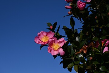 Camellia sasanqua flowers. Theaceae evergreen tree. Flowering period is from late autumn to early...