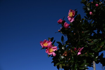 Camellia sasanqua flowers. Theaceae evergreen tree. Flowering period is from late autumn to early...