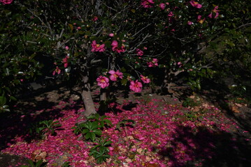 Camellia sasanqua flowers. Theaceae evergreen tree. Flowering period is from late autumn to early...