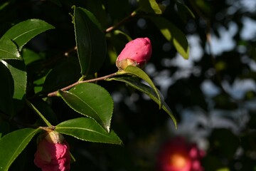 Camellia sasanqua flowers. Theaceae evergreen tree. Flowering period is from late autumn to early winter. The difference from camellias is that sasanqua's petals fall one by one.
