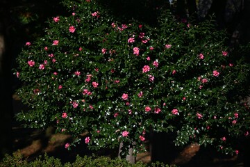 Camellia sasanqua flowers. Theaceae evergreen tree. Flowering period is from late autumn to early...