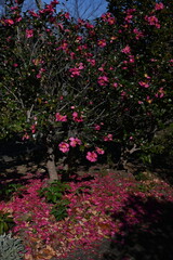 Camellia sasanqua flowers. Theaceae evergreen tree. Flowering period is from late autumn to early...