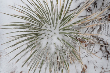 snow on a cactus 