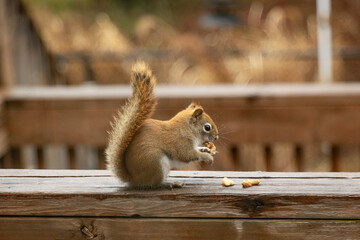 Red squirrel sits on a wooden fence and eats walnuts