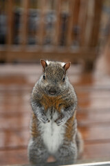 Gray squirrel stands on its hind legs. Close up.looking out the window. Vertical photo