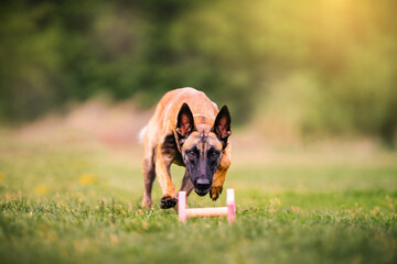 Belgian Shepherd is training how to pick up fetch in a sunny summer day. Dog traing cocept.