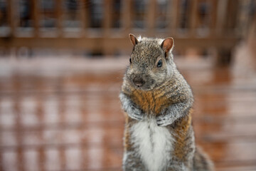Gray squirrel stands on its hind legs and looks into the lens. Close up