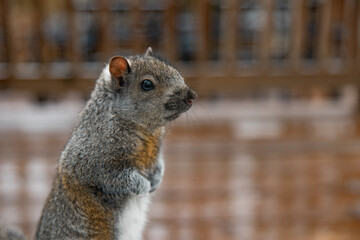 Gray squirrel stands on its hind legs. Close up