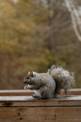Gray squirrel sits on the fence and eats nuts. Vertical photo 