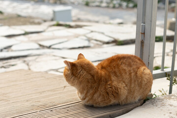 A cat is resting under an ancient sculpture. Cute cat is posing. 