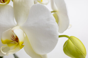 White orchid on white background, close up. Amazing phalaenopsis orchid flowers of white color for...