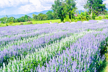 Violet lavender flowers in the field in sunny day.