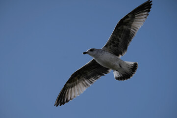 Oiseau planant dans le ciel .