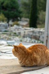 A cat is resting under an ancient sculpture. Cute cat is posing. 