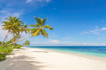 Coconut palms on Tangalle Beach, Sri Lanka