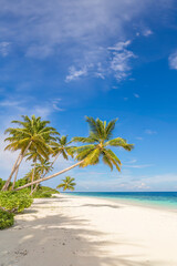 Coconut palms on Tangalle Beach, Sri Lanka