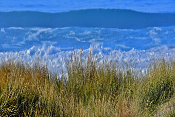 Chord grass and Ocean.  Planting Chord grass helps stabilize sand dunes	