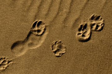 Dog walk. Paw and footprints in sand