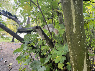 A view of a Grey Squirrel in a London Park