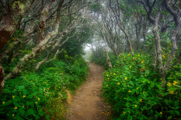 Fototapeta na wymiar A winding misty footpath in the Hobbit-like Middle Earth forest at the Craggy gardens Pinnacle Trail in North Carolina, USA.