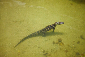 Baby alligators in a pond. In an animal recovery center.