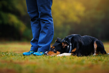 Dog lies near the owner's feet before an exercise during obedience  training. Dog training cocept.