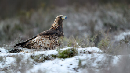 Golden eagle (Aquila chrysaetos) in late autumn, Norway