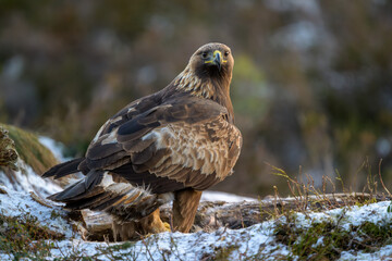 Golden eagle (Aquila chrysaetos) in late autumn, Norway