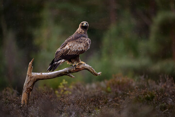 Golden eagle (Aquila chrysaetos) in late autumn, Norway - obrazy, fototapety, plakaty