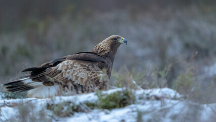 Golden eagle (Aquila chrysaetos) in late autumn, Norway