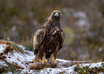 Golden eagle (Aquila chrysaetos) in late autumn, Norway