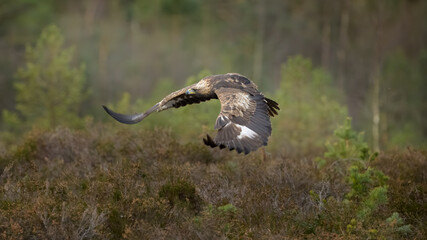Golden eagle (Aquila chrysaetos) in late autumn, Norway