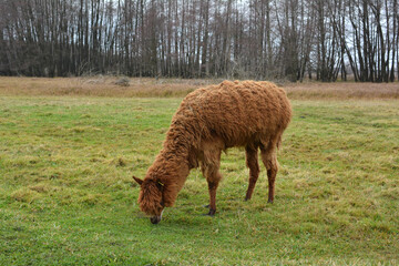 alpaca eats in the pasture. To book. Poltava region of Ukraine. Zoo. Eco-park © Александра Бабич