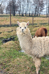 Alpaca looks at the camera and eats. Reserve. Kovalivka Poltava region Ukraine. Zoo. Eco-park