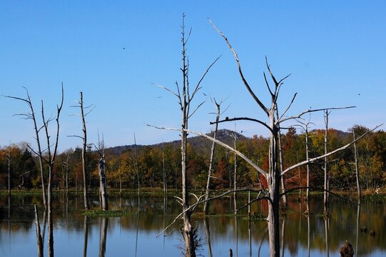 lake and trees