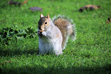 A view of a Grey Squirrel in a London Park