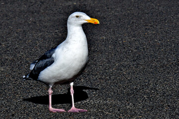 Adult Herring Gull looking right, Searose Beach, Oregon 