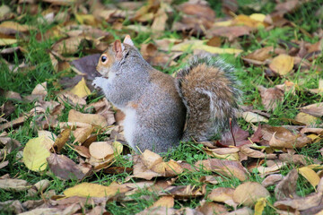 Naklejka na ściany i meble A view of a Grey Squirrel in a London Park