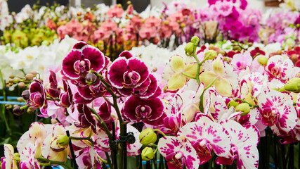 Different kinds of colored orchids in a greenhouse.