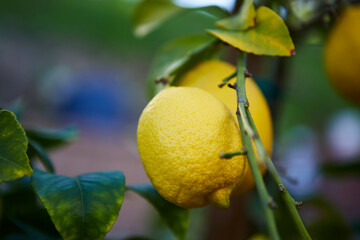 Branches of an orange tree backlit at sunset. The branches have orange fruits and green leaves.