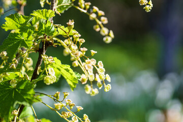 Blossoming branch of a white currant on a blurred background