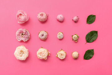 Beautiful pink roses and leaves on color background