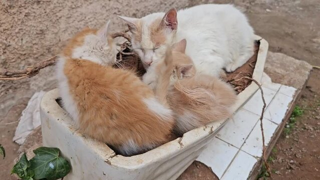 Street cat mom with  kittens sleeping together 