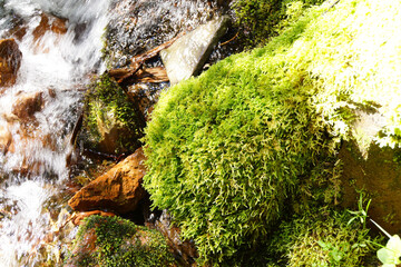 Green moss in alpine stream