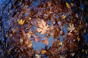 Dry Big Leaf Maple leaf on bed of wet leaves, Del Norte Redwood State Park, California