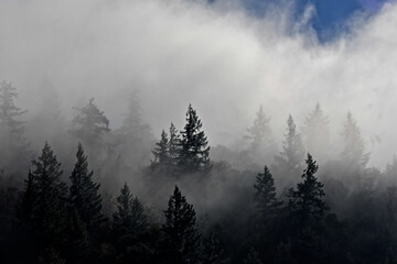 Fog shrouds conifer forest Along Highway 101 around Garberville, California - obrazy, fototapety, plakaty
